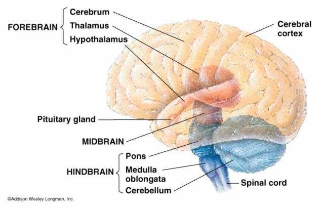 It is through brain mapping