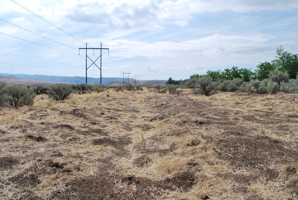 Some more wagon ruts.