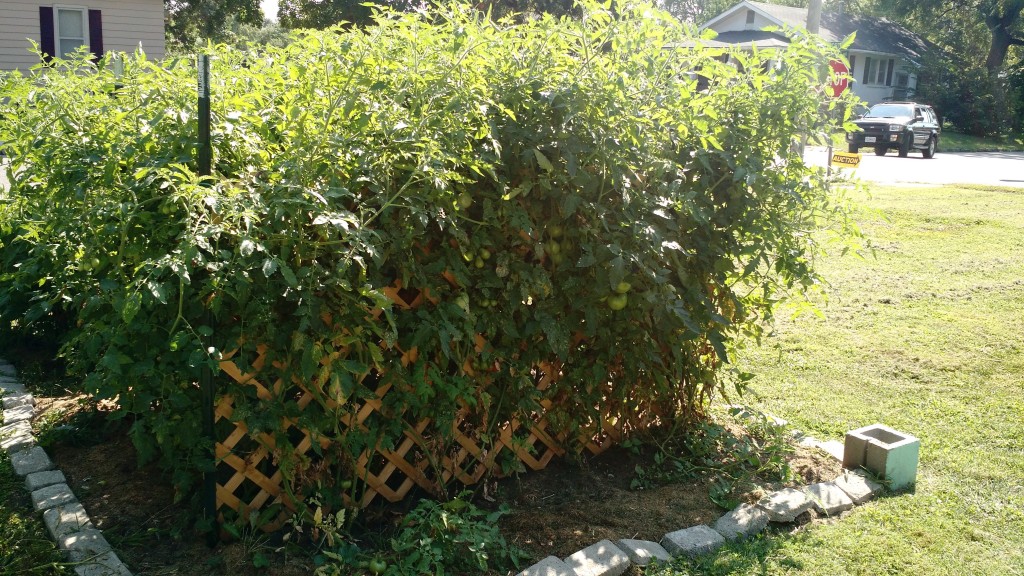 The tomatoes kinda took over...