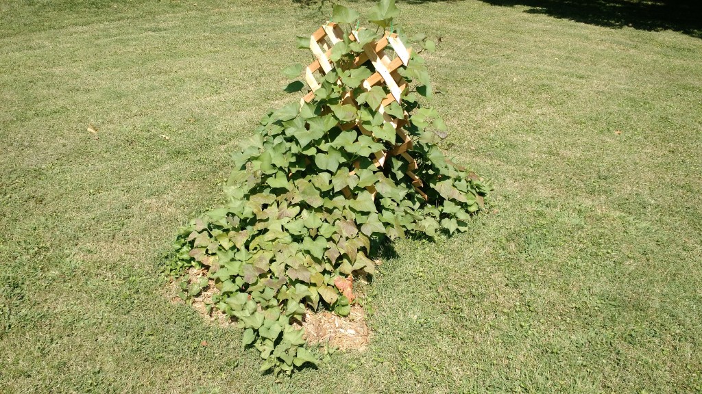 Vines that are hopefully attached to sweet potatoes...somewhere...
