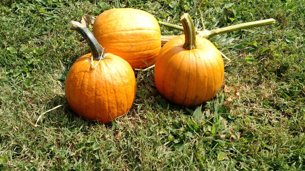 Pumpkins!