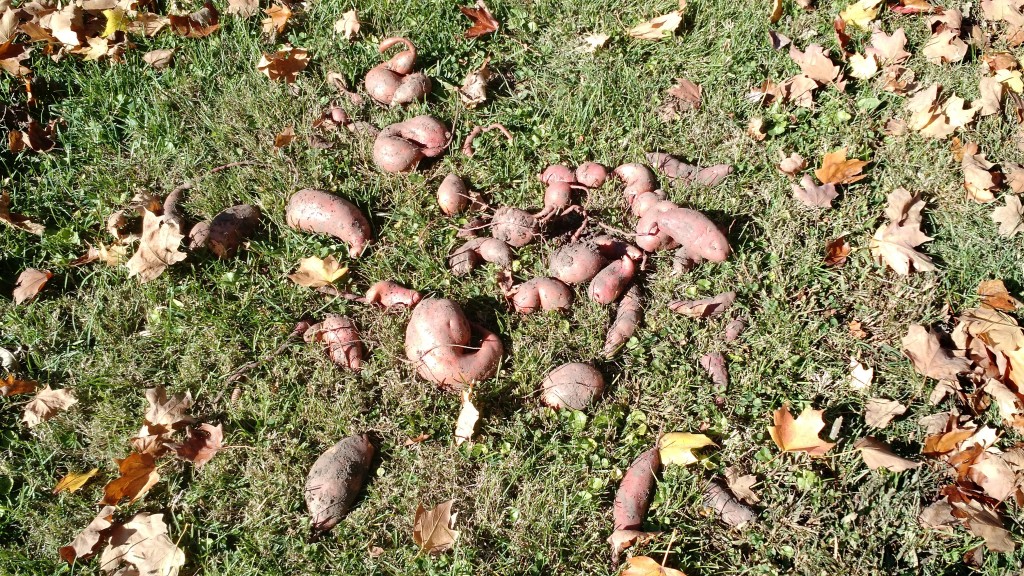 Them's some sweet potatoes...