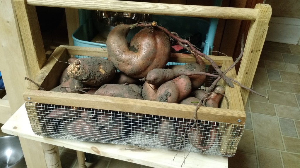 ...the potatoes in our garden basket...